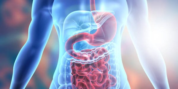 Human body digestive system anatomy. 3d illustration Human body digestive system anatomy. 3d illustration