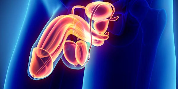 Reproductive system male – 3d illustration medical concept. Reproductive system male - 3d illustration medical concept.