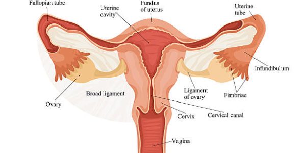 Illustration of female reproductive system. Human anatomy Illustration of female reproductive system. Human anatomy