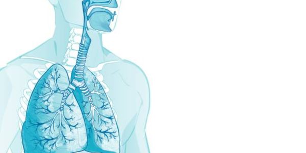 respiratory human Respiratory System, lungs, alveoli. Inside larynx nasal throttle anatomy. Man body parts. Hand drown vector anatomy illustration